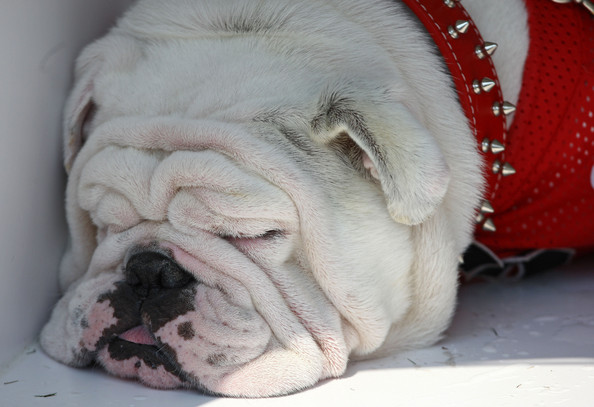 UGA Fans In The Doghouse